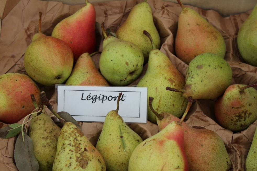 Pyrus communis Légipont - Jardins du Monde.be Pyrus communis Légipont - Jardins du Monde.be