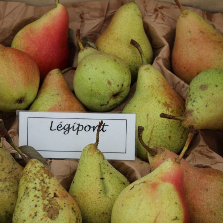 Pyrus communis Légipont - Jardins du Monde.be