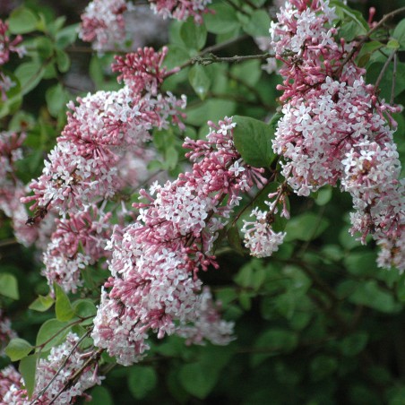 Kleinblättriger Herbstflieder - Syringa Microphylla Superba