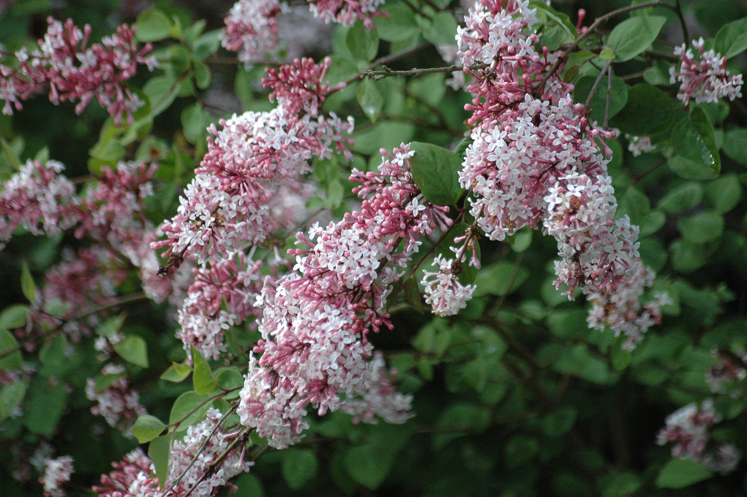 Littleleaf Lilac