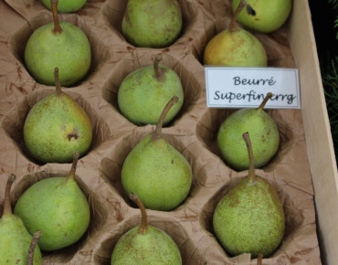 Pyrus communis Beurré Superfin - Jardins du Monde.be