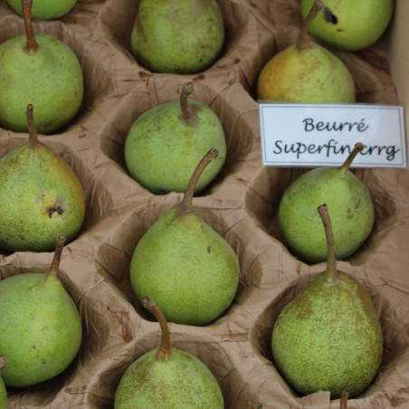 Pyrus communis Beurré Superfin - Jardins du Monde.be