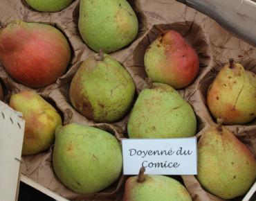 Pyrus communis Doyenné du Comice - Jardins du Monde.be