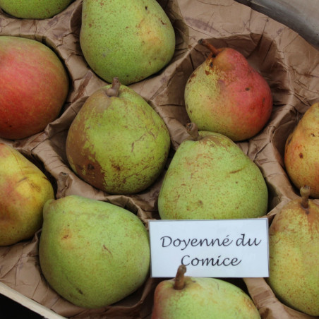 Pyrus communis Doyenné du Comice - Jardins du Monde.be