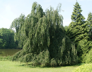Betula pendula Tristis - Jardins du Monde.be