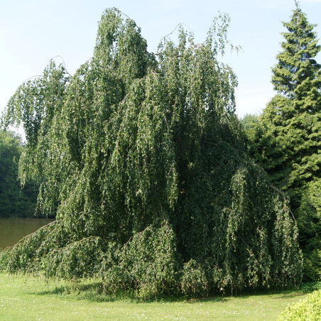 Betula pendula Tristis - Jardins du Monde.be