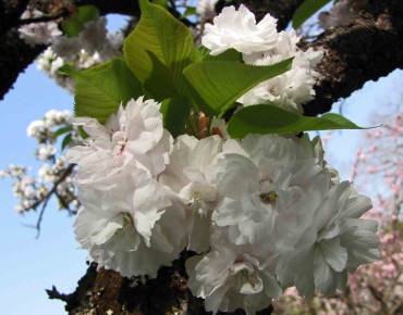 Prunus avium Plena - 阿橋 HQ, CC BY-SA 2.0 , via Wikimedia Commons