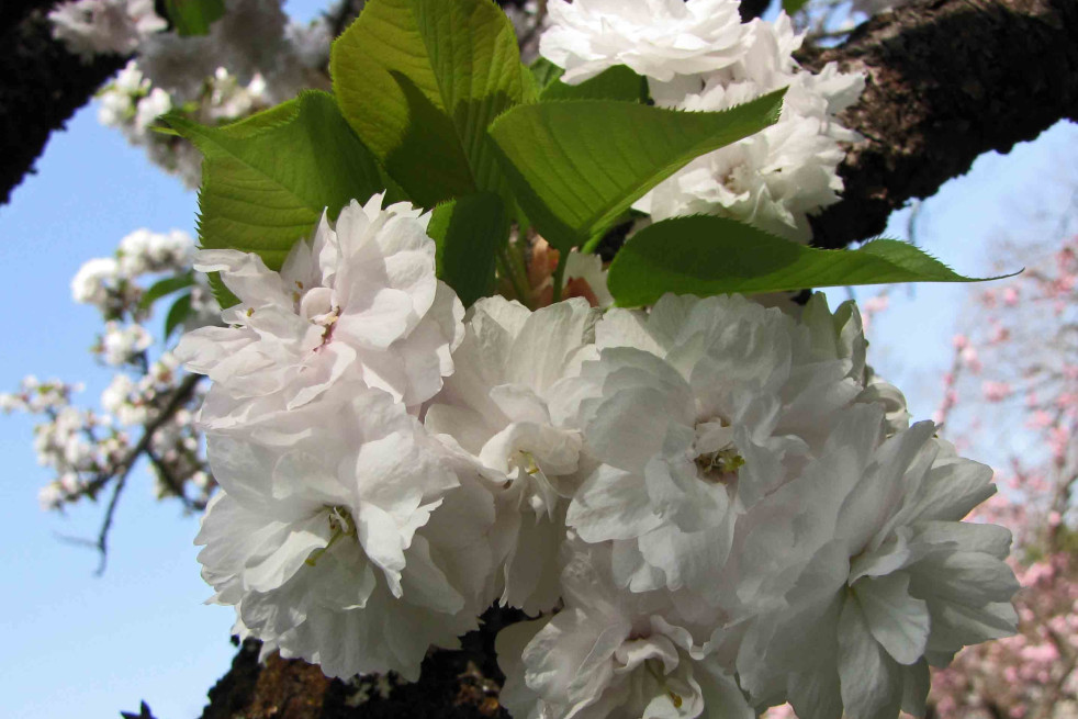 Prunus avium Plena - 阿橋 HQ, CC BY-SA 2.0 , via Wikimedia Commons Prunus avium Plena - 阿橋 HQ, CC BY-SA 2.0 , via Wikimedia Commons