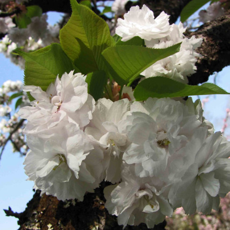 Prunus avium Plena - 阿橋 HQ, CC BY-SA 2.0 , via Wikimedia Commons