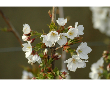 Prunus incisa Midori Zakura - jardins du Monde.be