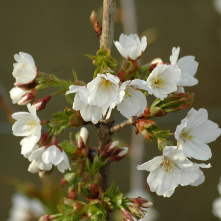 Prunus incisa Midori Zakura - jardins du Monde.be