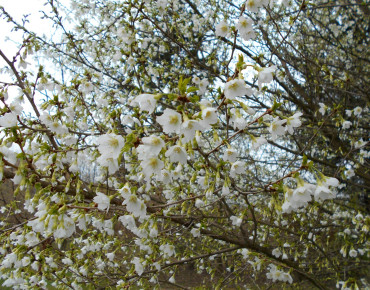 Prunus incisa Midori Zakura (Yamadei) Salicyna, CC BY-SA 4.0, via Wikimedia Commons