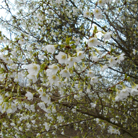 Prunus incisa Midori Zakura (Yamadei) Salicyna, CC BY-SA 4.0, via Wikimedia Commons