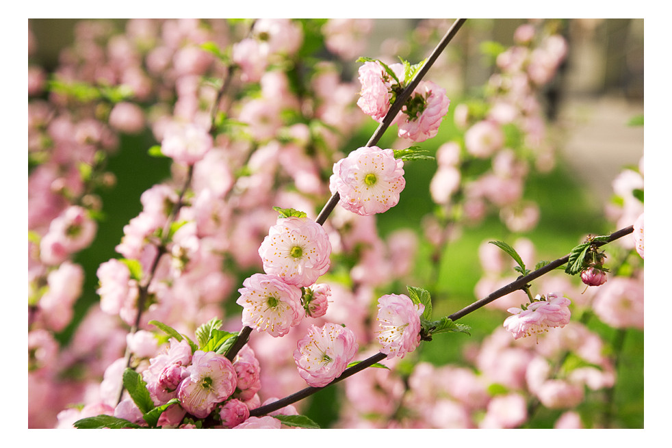 Prunus triloba - Max Fedorov, CC BY-SA 3.0, via Wikimedia Commons Prunus triloba - Max Fedorov, CC BY-SA 3.0, via Wikimedia Commons