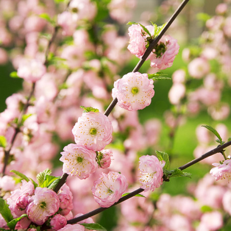 Prunus triloba - Max Fedorov, CC BY-SA 3.0, via Wikimedia Commons