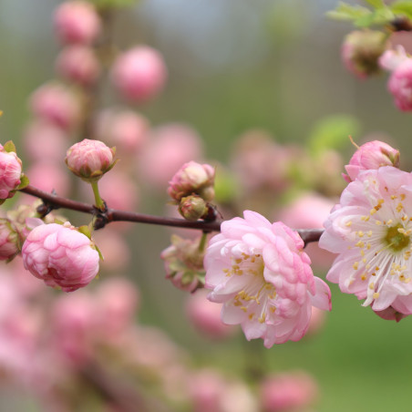 Prunus triloba - Cephas, CC BY-SA 4.0, via Wikimedia Commons