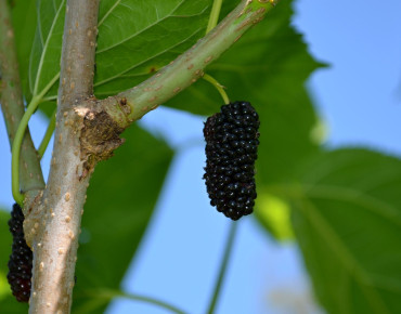 Morus alba Shin Tso - Jardins du Monde.be