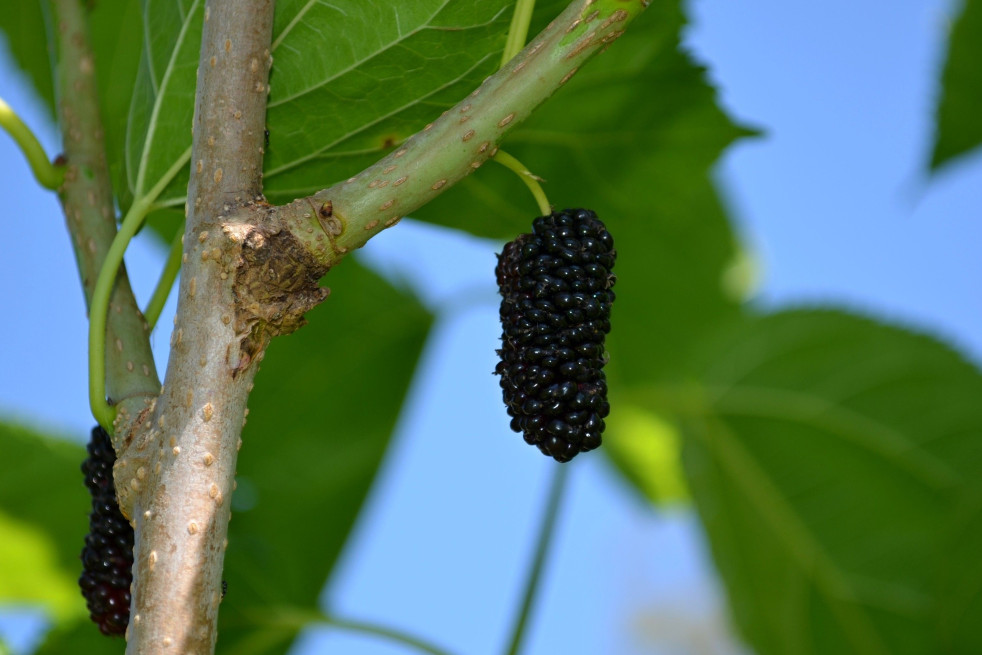 Morus alba Shin Tso - Jardins du Monde.be Morus alba Shin Tso - Jardins du Monde.be