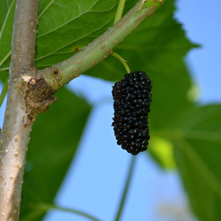 Morus alba Shin Tso - Jardins du Monde.be