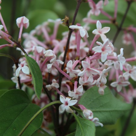 Kleinblättriger Herbstflieder - Syringa Microphylla Superba