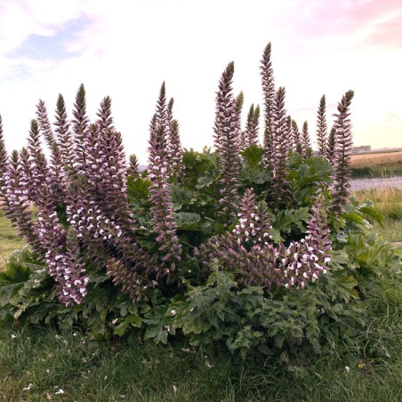 Acanthe à feuilles larges - Acanthus mollis