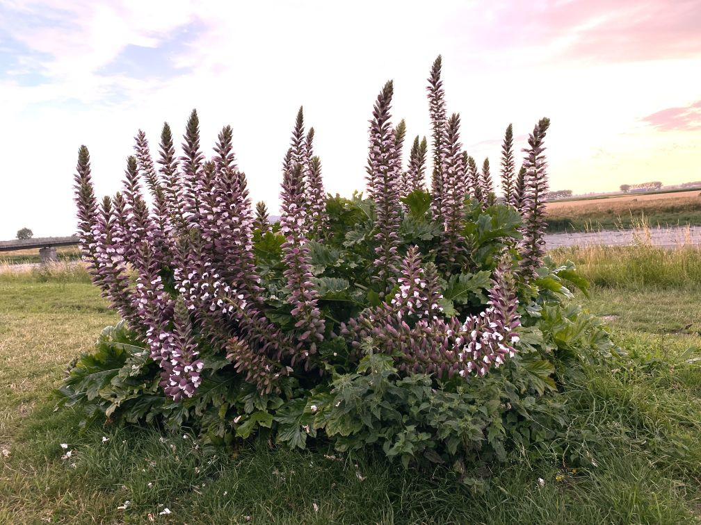 Zachte acanthus