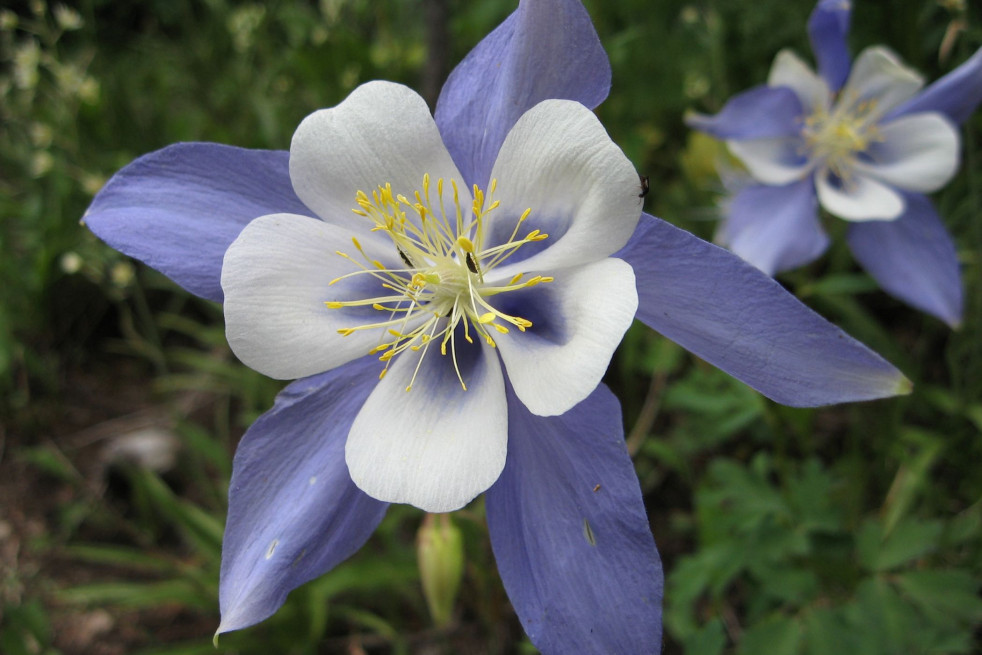 Aquilegia caerulea