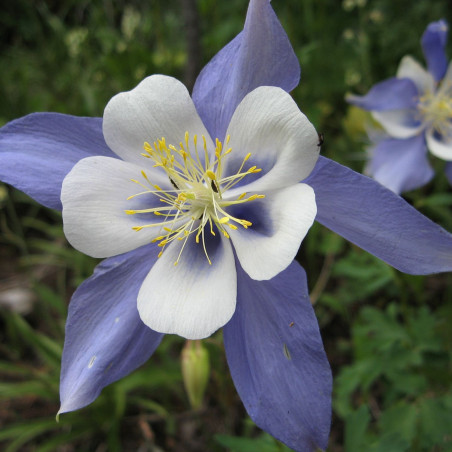 Aquilegia caerulea