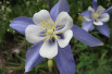 Aquilegia caerulea