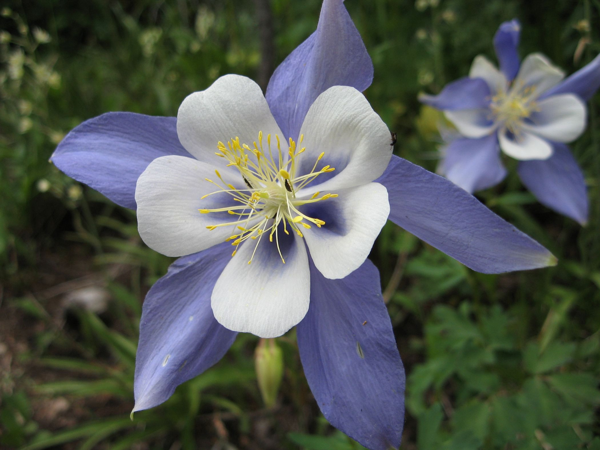 Rocky Mountain columbine