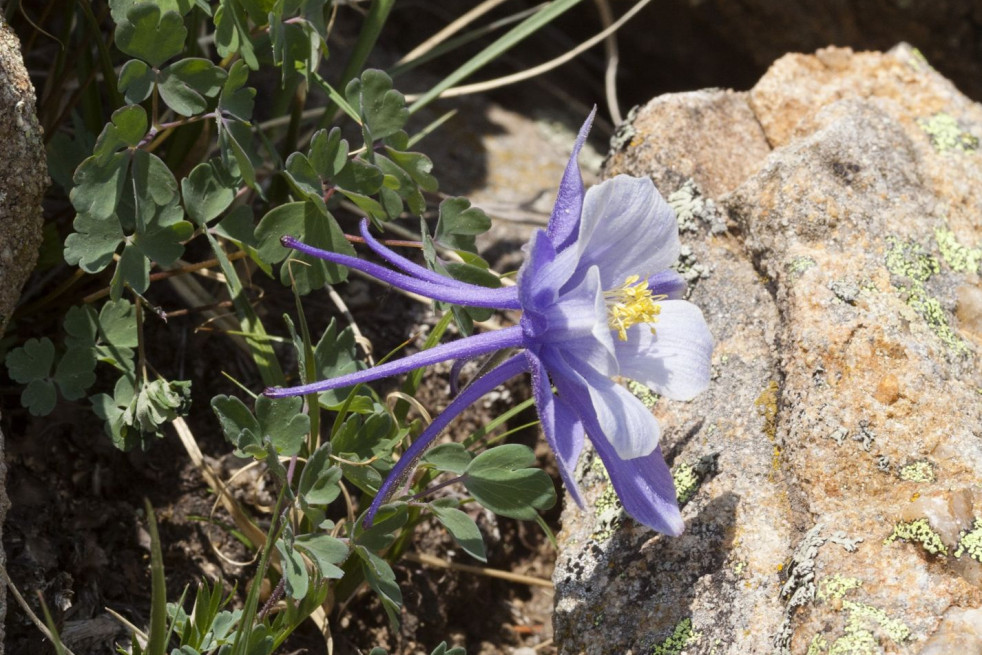 Aquilegia caerulea