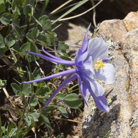 Aquilegia caerulea