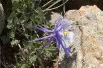 Aquilegia caerulea