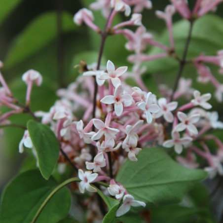 Kleinblättriger Herbstflieder - Syringa Microphylla Superba