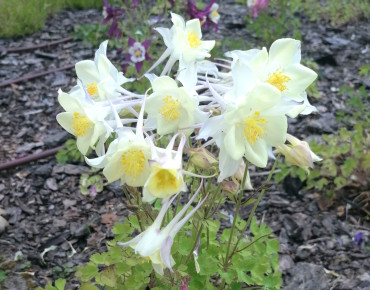 Aquilegia caerulea Snow Queen, Abraham, CC BY 4.0, via Wikimedia Commons