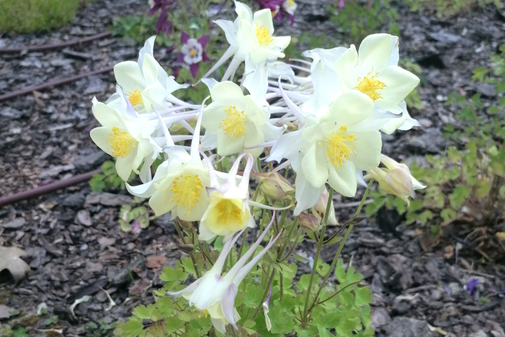 Aquilegia caerulea Snow Queen, Abraham, CC BY 4.0, via Wikimedia Commons