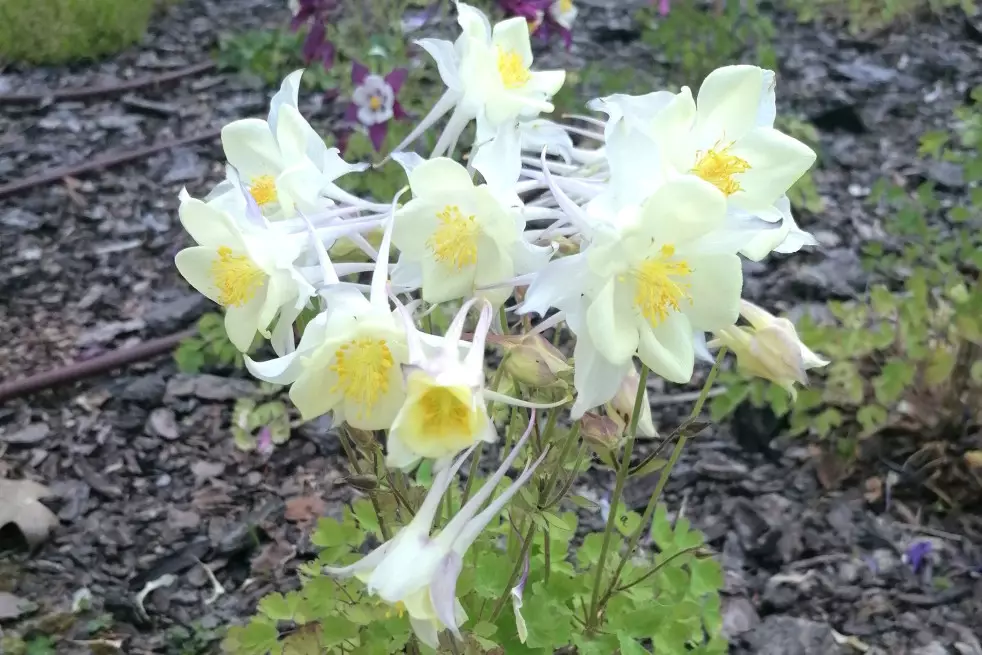 Aquilegia caerulea Snow Queen, Abraham, CC BY 4.0, via Wikimedia Commons