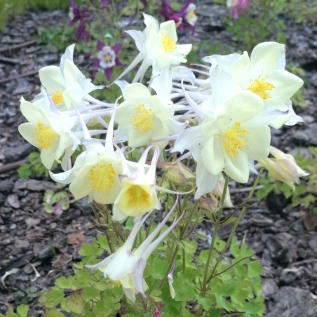 Aquilegia caerulea Snow Queen, Abraham, CC BY 4.0, via Wikimedia Commons