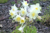 Aquilegia caerulea Snow Queen, Abraham, CC BY 4.0, via Wikimedia Commons