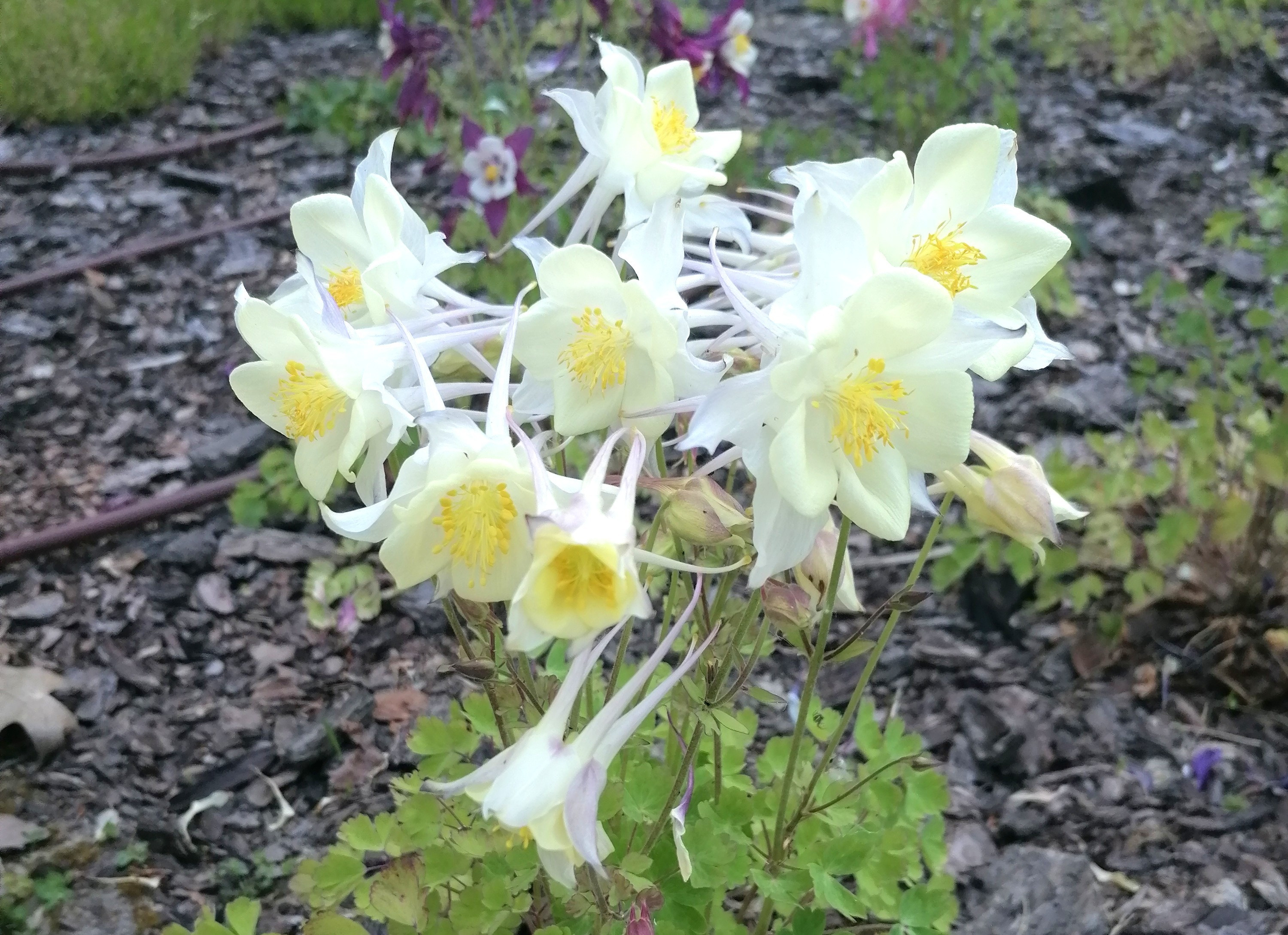 White Columbine