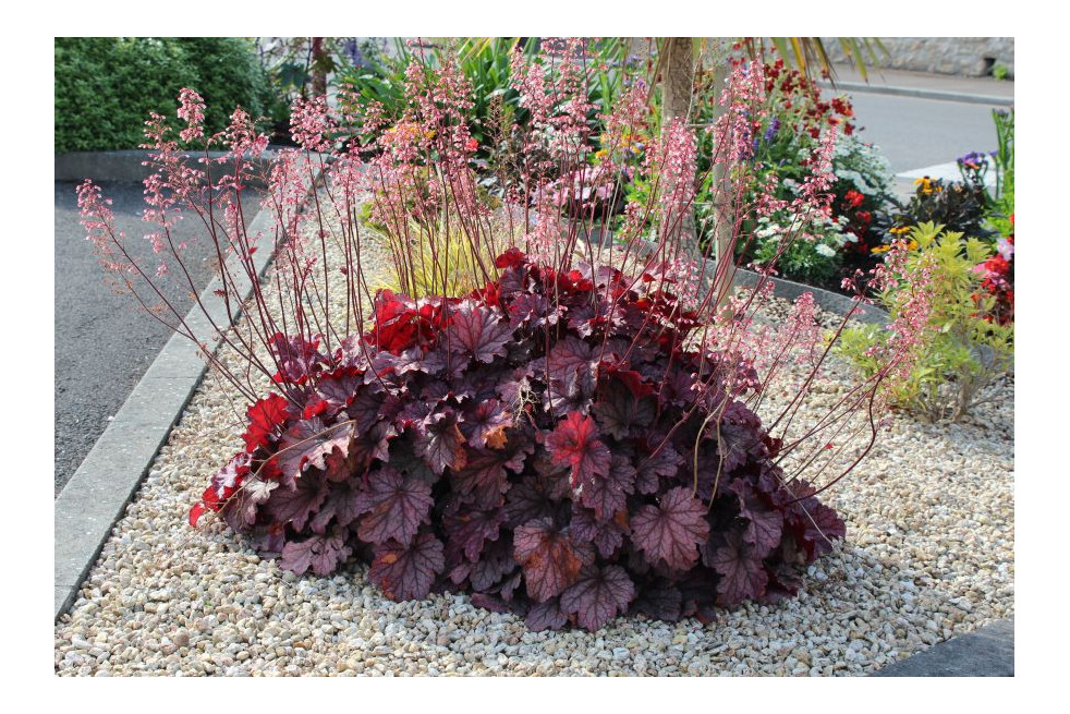 Heuchère Timeless Treasure - Jardins du Monde.be Heuchère Timeless Treasure - Jardins du Monde.be