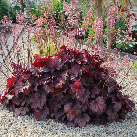 Heuchère Timeless Treasure - Jardins du Monde.be