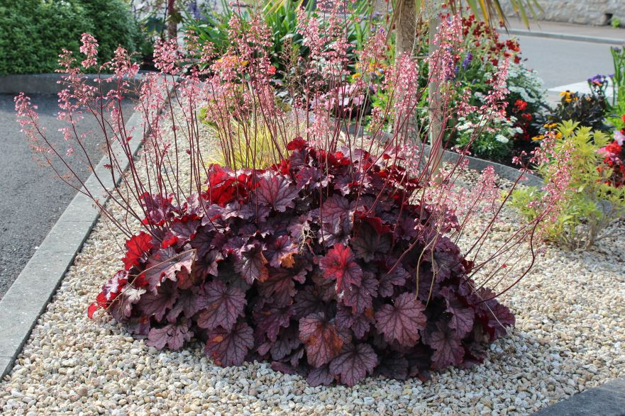 Coral Bells Timeless Treasure