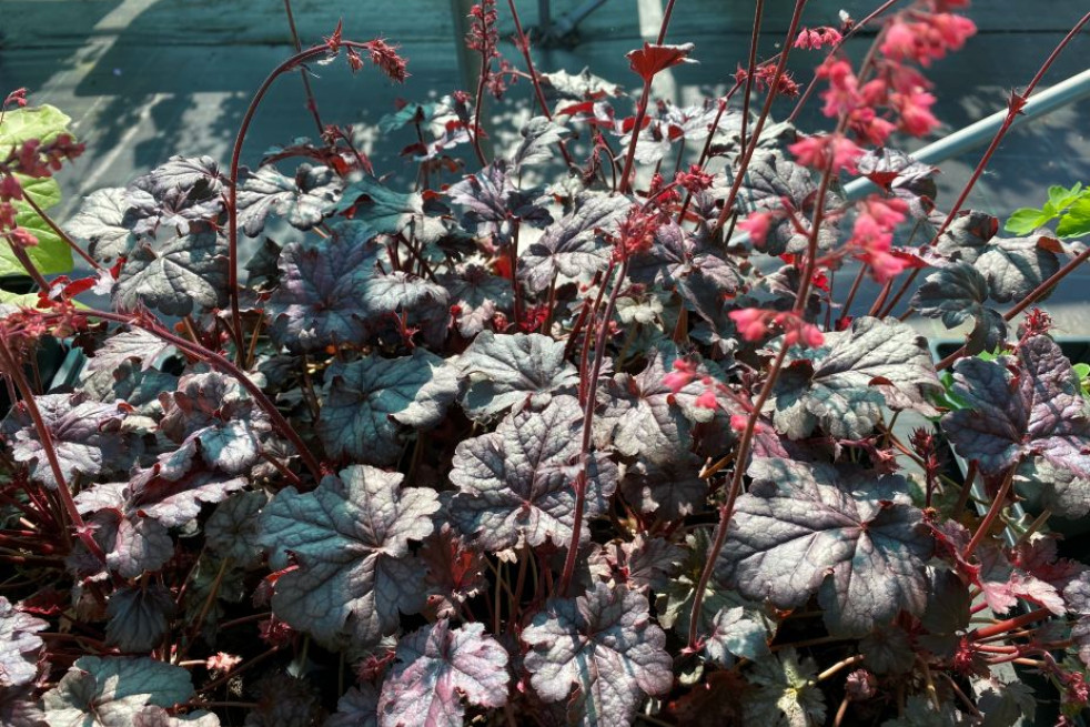 Heuchère Timeless Treasure - Jardins du Monde.be Heuchère Timeless Treasure - Jardins du Monde.be