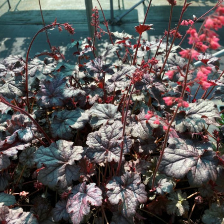 Heuchère Timeless Treasure - Jardins du Monde.be