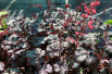 Heuchère Timeless Treasure - Jardins du Monde.be