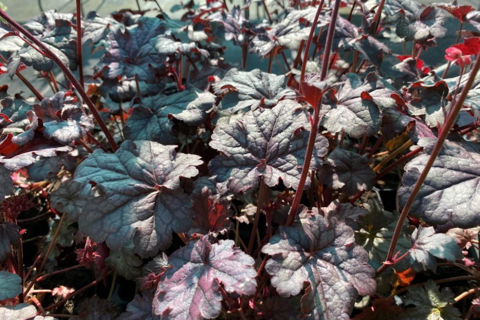 Heuchère Timeless Treasure - Jardins du Monde.be Heuchère Timeless Treasure - Jardins du Monde.be