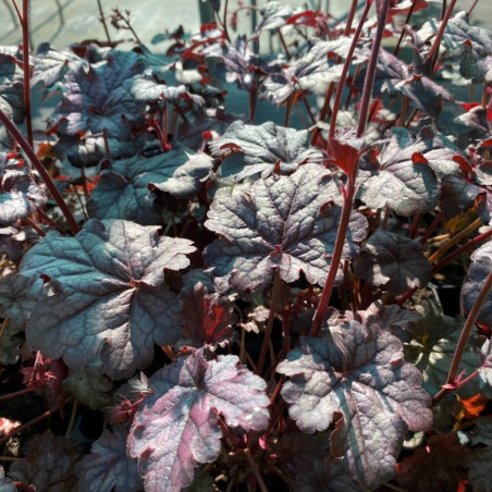 Heuchère Timeless Treasure - Jardins du Monde.be