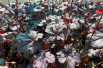 Heuchère Timeless Treasure - Jardins du Monde.be