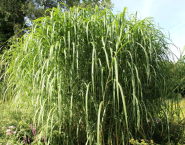Miscanthus floridulus giganteus - Jardins du Monde.be